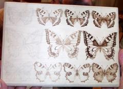 Butterflies. From pencil outline <br>to finished etching